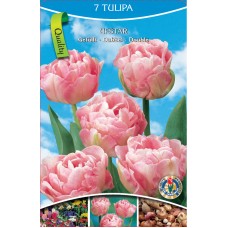 KN Tulip Double Pink (7 bulbs)